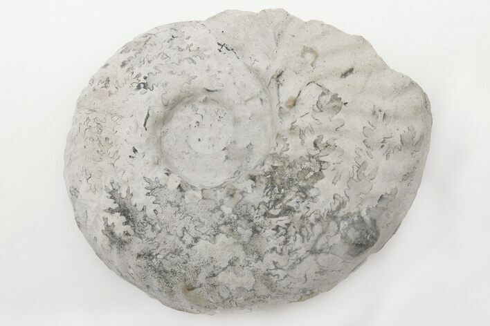 Cretaceous Ammonite (Mortoniceras) - Texas #198222